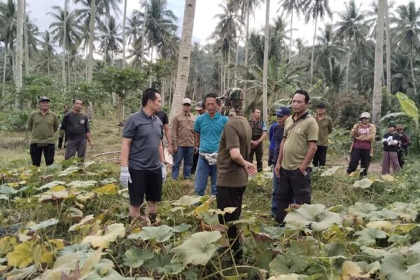 BUPATI DAN CAMAT KOMPAK PANEN LABU DI EKASARI