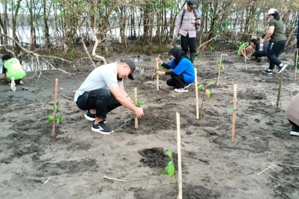 Peringati Hari Mangrove Sedunia, Plt. Camat Melaya Hadiri Aksi Penanaman di Mangrove Park Desa Tuwed